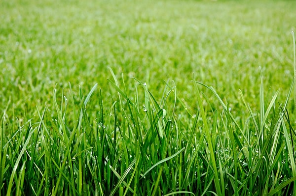 Freshly cut healthy green grass